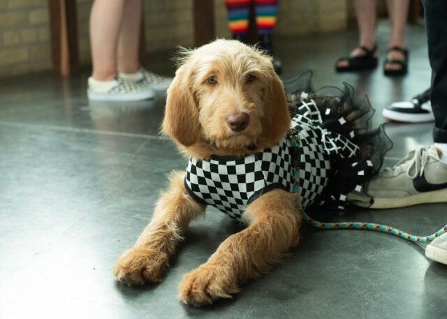 Canine companion attending a recent SendOff
